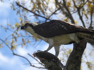 Osprey eating a fish in Florida