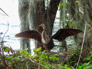 Female anhinga perched in the spanish moss