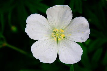 Fototapeta premium White Flower