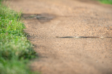 Rat snakes going through a dirt road