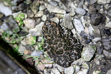 Spotted rain frog close-up on the rocks in the yard