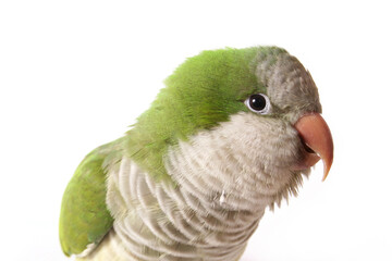 Quaker Parrot Isolated on White Background
