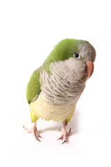Quaker Parrot Isolated on White Background Myiopsitta monachus
