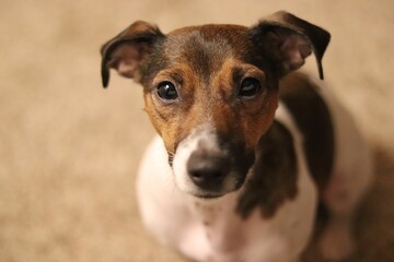 jack Russell terrier puppy dog portrait close up 