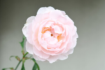 Obraz premium ピンク色のバラの花