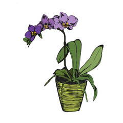 Orchids in sketch style isolated on white, vector illustration