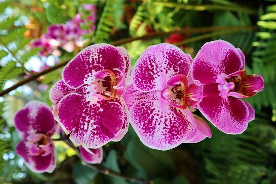 Colorful orchids in garden. Orchidaceae. orchids are available in pink, white, and red. At Buak Hard Public Park Chiang Mai, Thailand. garden flowers. Blooming flowers. Springtime.