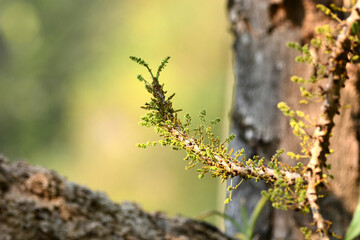 spring in the forest