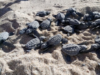 June 9, 2020, La Paz Mexico, small turtles that have just hatched in the sand on the beach.