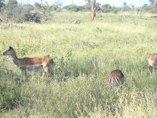 O Duiker Comum
