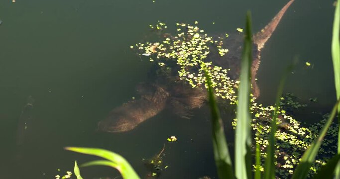snapping turtle swims just below surface of clearwater pond to hide in duckweed as fish dart out of its way