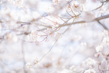 Close up of cherry blossom