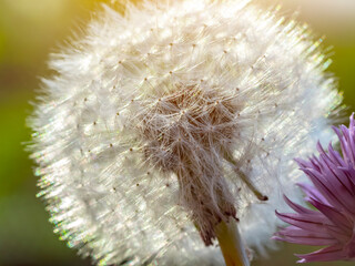 White dandelion close-up on the lawn of the backyard.
