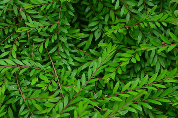 Tropical green leaves texture. Foliage background.