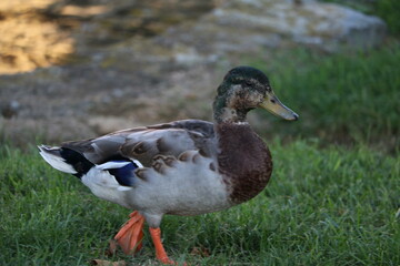 duck on a pond