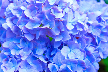梅雨の紫陽花