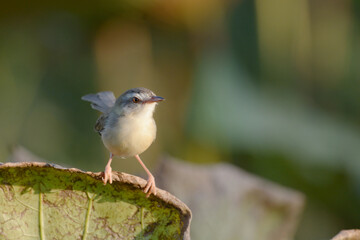 robin on a branch
