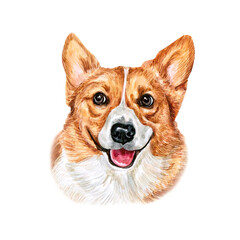 Watercolor illustration of a funny dog. Hand made character. Portrait cute dog isolated on white background. Watercolor hand-drawn illustration. Popular breed dog.  Pembroke Welsh Corgi