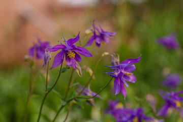 Blooming Blue Columbine Flowers in the garned soft focus.