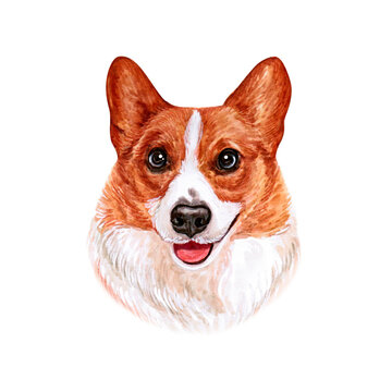 Watercolor illustration of a funny dog. Hand made character. Portrait cute dog isolated on white background. Watercolor hand-drawn illustration. Popular breed dog.  Pembroke Welsh Corgi