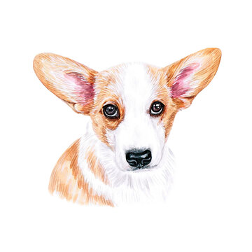 Watercolor illustration of a funny dog. Hand made character. Portrait cute dog isolated on white background. Watercolor hand-drawn illustration. Popular breed dog.  Pembroke Welsh Corgi