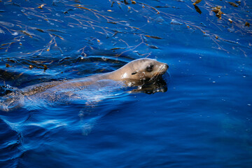Obraz premium Sea lions at Coast Guard Pier, Monterey, California