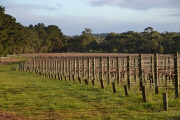 Fototapeta premium Vineyard in winter with bare vines