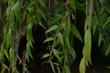 Tropical green leaves texture. Foliage background.