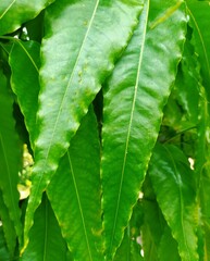 Green leafs plant harbals medicine natural colections beuty  leves lovers 