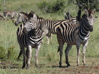 Fototapeta na wymiar Manada de Zebra