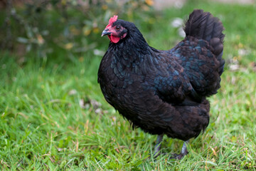 free range chicken