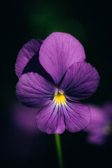 purple flower on black background