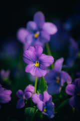 Fototapeta na wymiar purple flower in the garden
