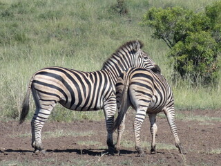 Fototapeta na wymiar Zebras a brincar