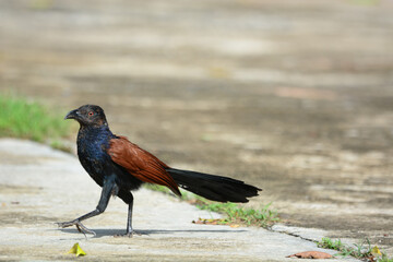 blackbird on the ground