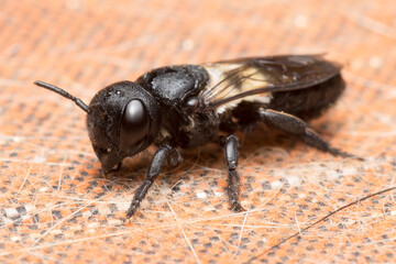 Close-up of insect on fabric