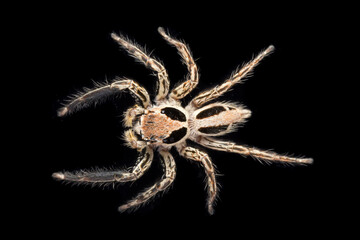Close-up of spider On a black background