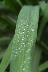 Rain droplets on the leaves. Beautiful garden object.