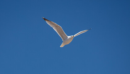 Obraz premium Sea Gulls at the beach