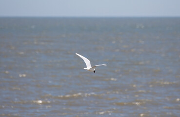 Fototapeta na wymiar Sea Gulls at the beach