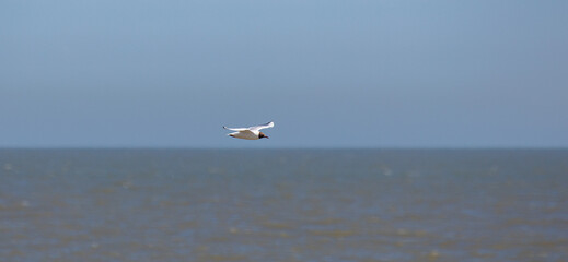 Sea Gulls at the beach