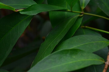 Tropical green leaves texture. Foliage background.