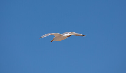 Sea Gulls at the beach