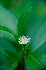dandelion, flower, nature, plant, green, seed, macro, spring, summer, seeds, grass, wind, weed, flora, white, closeup, blossom, soft, field, stem, garden, life, meadow, fluffy, head