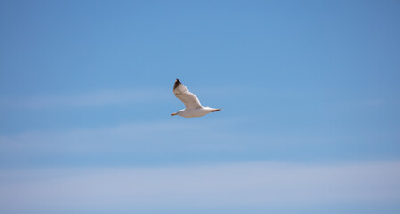 Sea Gulls at the beach