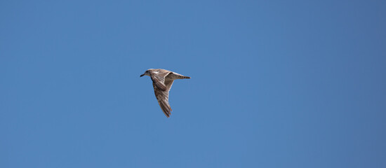 Sea Gulls at the beach
