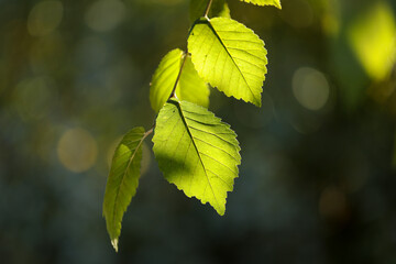 Leaves of Field Elm tree glowing in early morning sunshine