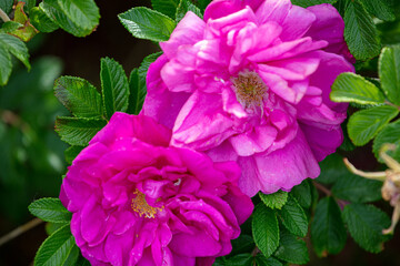 Wild roses in bloom by the sea