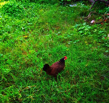 Green grass aunder heans animalls themes with red flowers green leafs lovers nature colections
