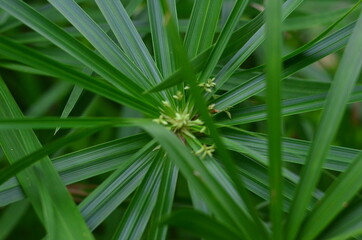 Tropical green leaves texture. Foliage background.